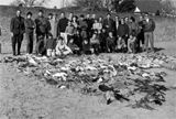 Ramassage d'oiseaux morts. Le dimanche 18 décembre 2011 à Noyelles-sur-Mer. Somme. 